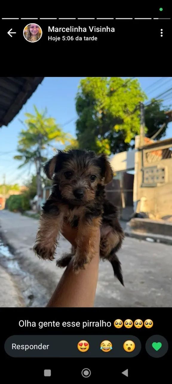 Yorkshire terrier  - Foto 3
