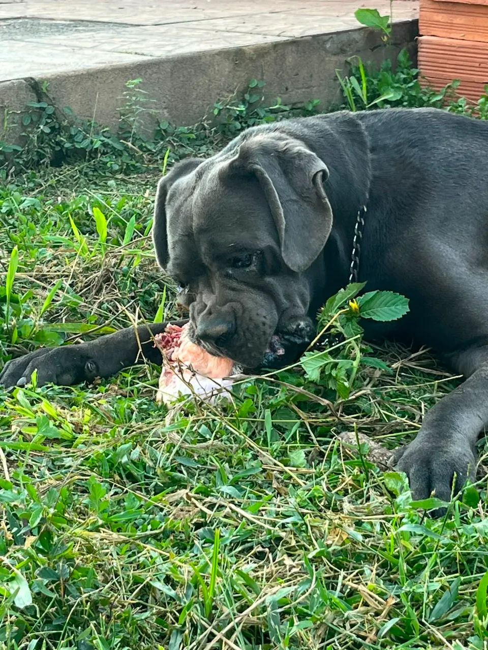 Cane Corso - Foto 4