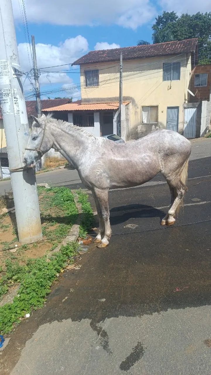 Cavalo  - Foto 3