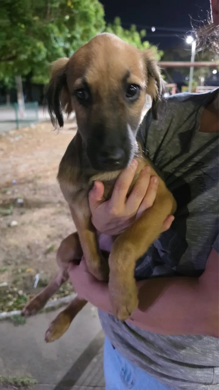 Cachorrinha para adoção responsável  - Foto 3