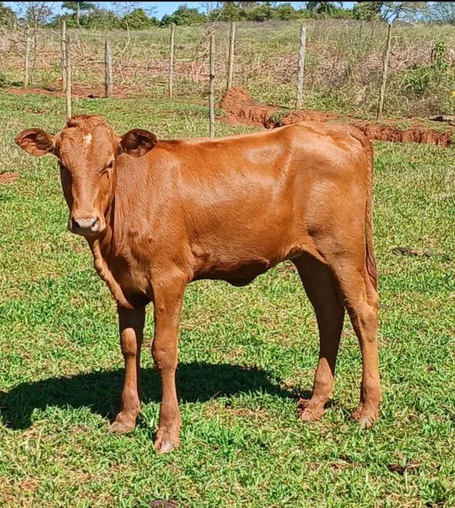 Bezerra caracu - Foto 2