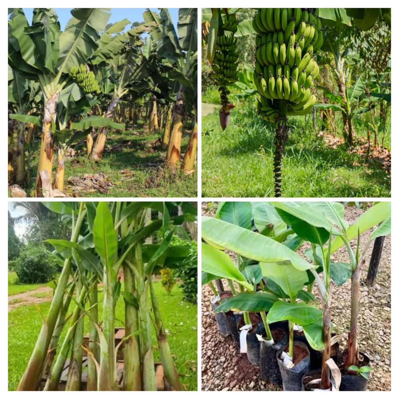 Mudas de bananeiras 