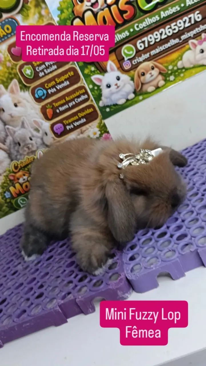 Mini Coelho Variadas Raças e Valores  - Foto 4