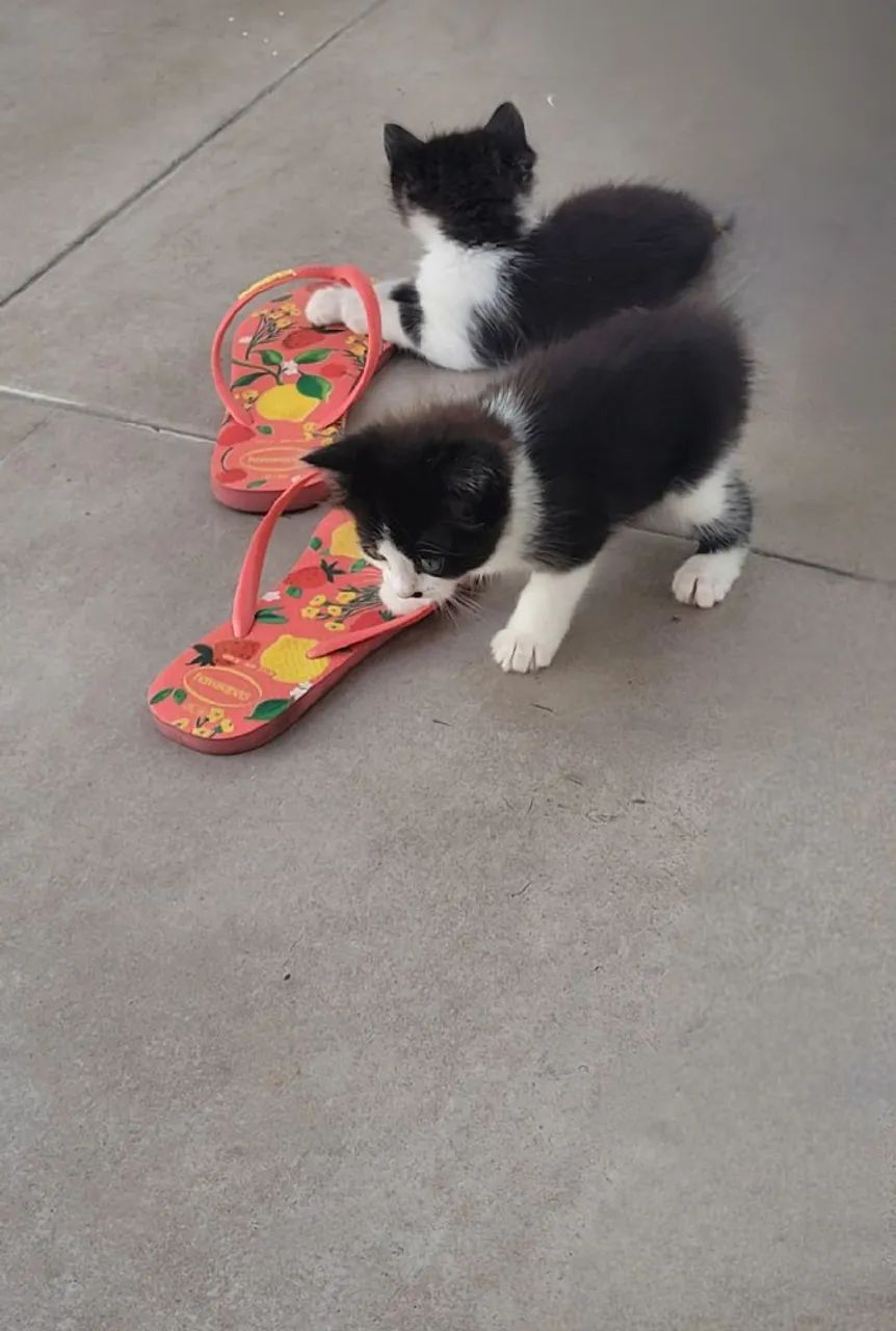 Gato  - Foto 4