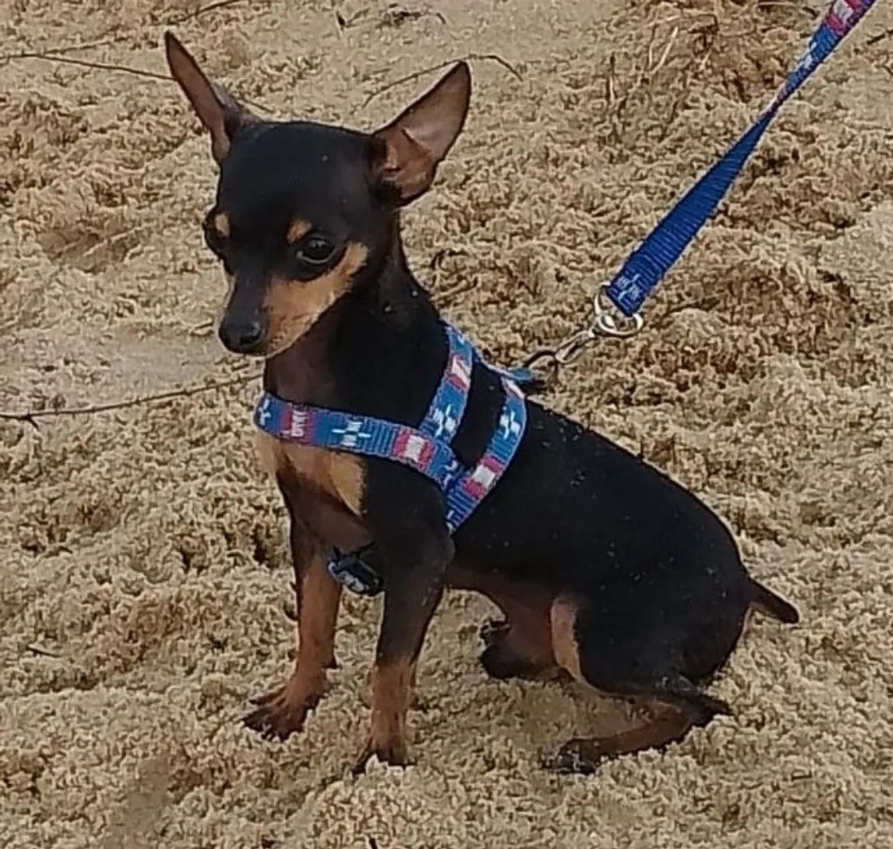 Pinscher zero macho 