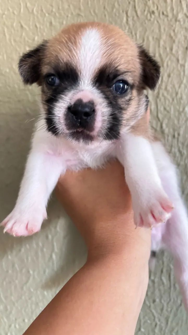 Cachorro  - Foto 4