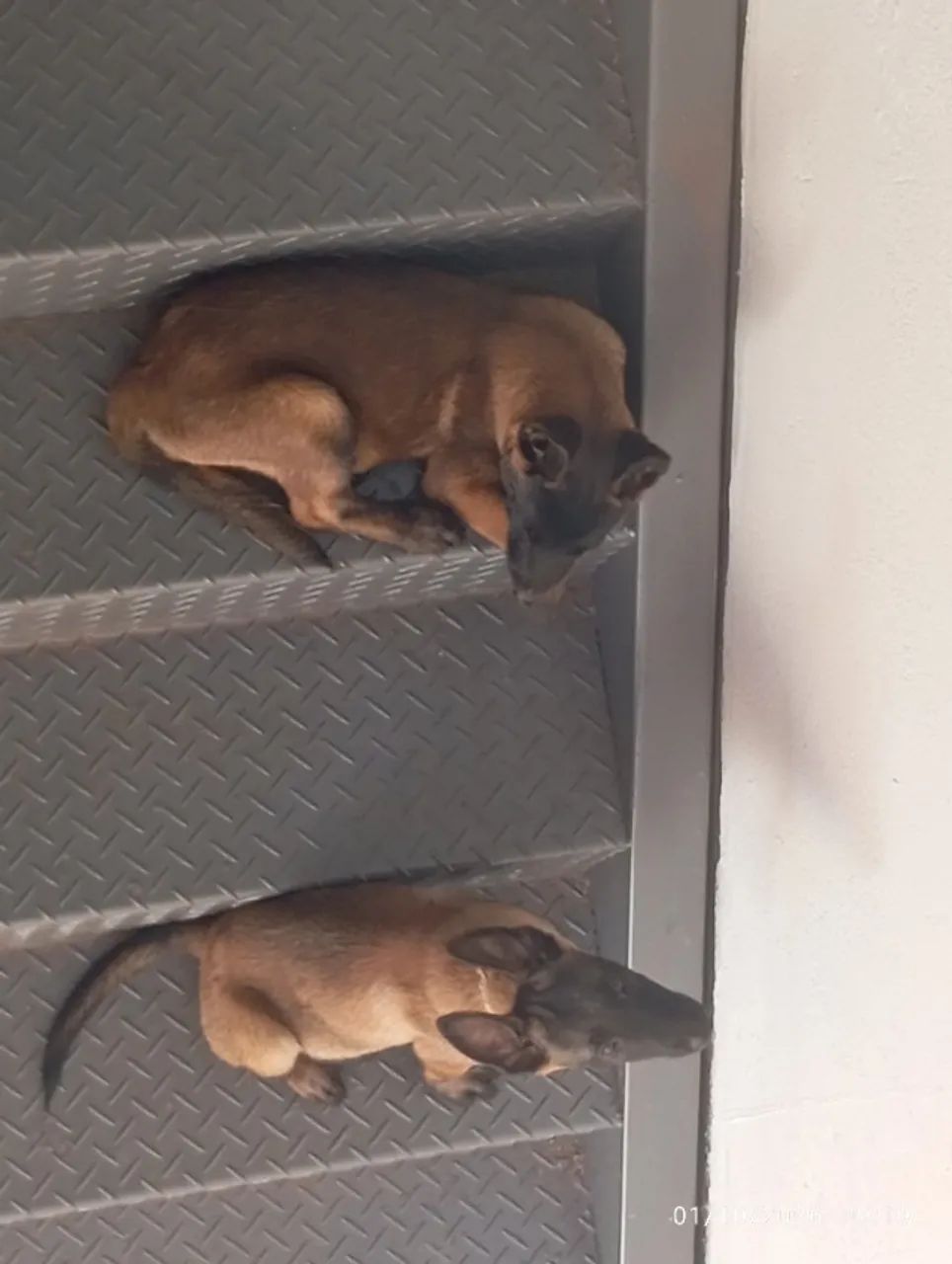 Pastor belga de malinois 