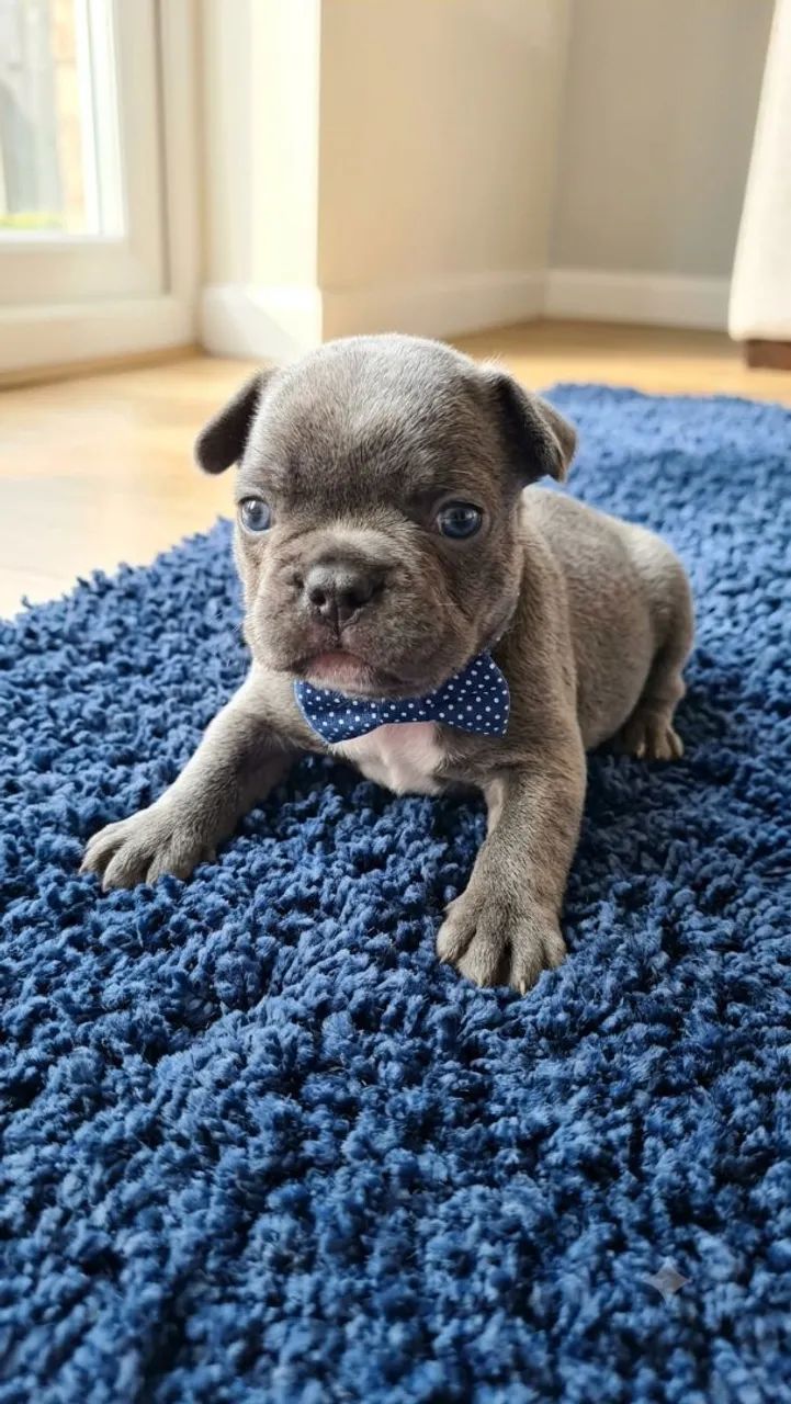 Buldogue francês 