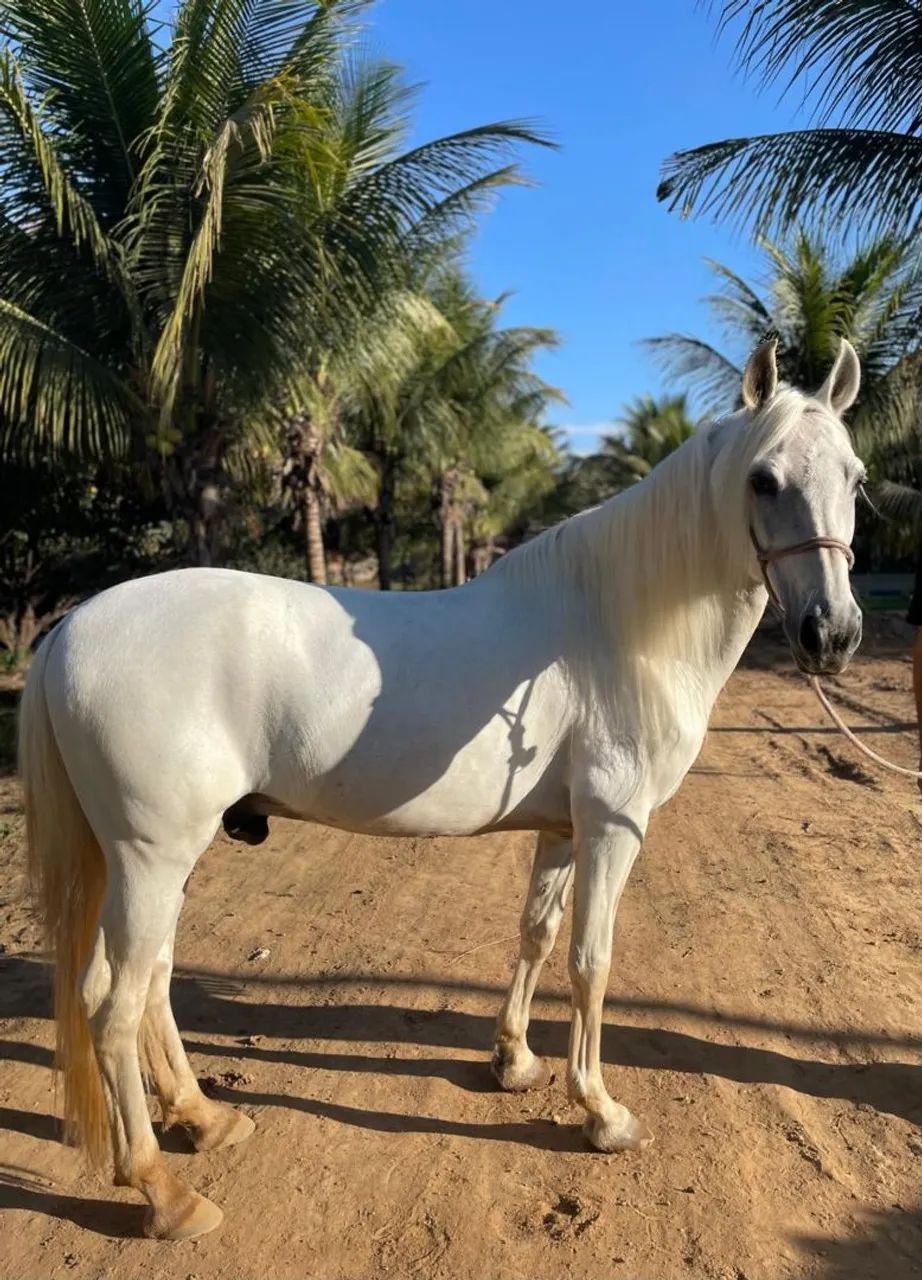 Cavalo manga larga marchador 