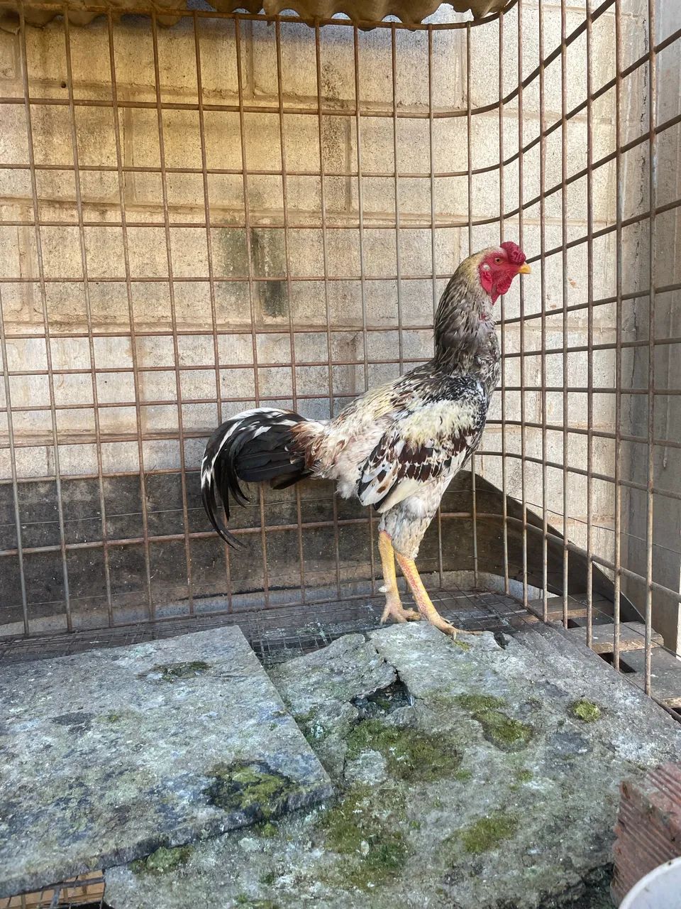 galo índio e garnizé 