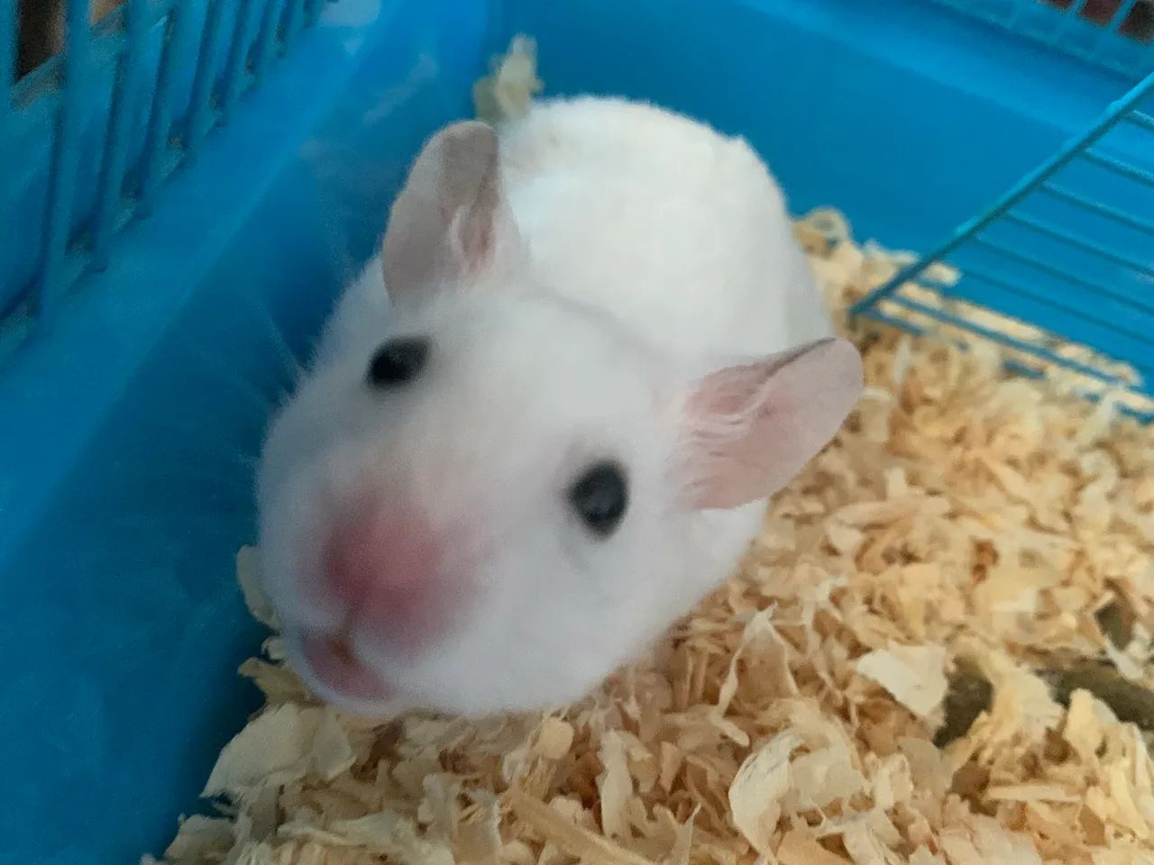 Hamster sírio 65578314924289123