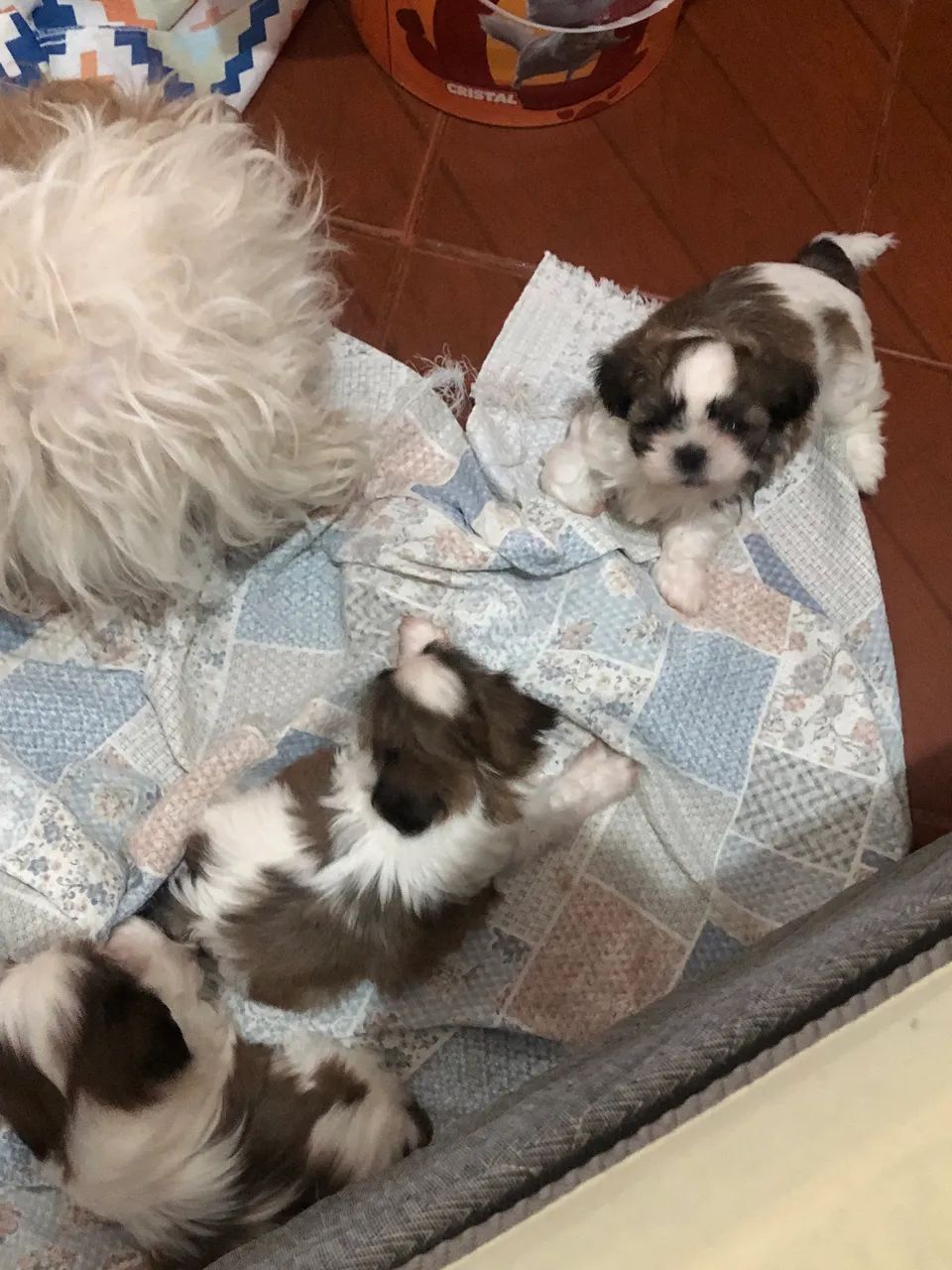 Vendo filhotes ShihTZu macho 