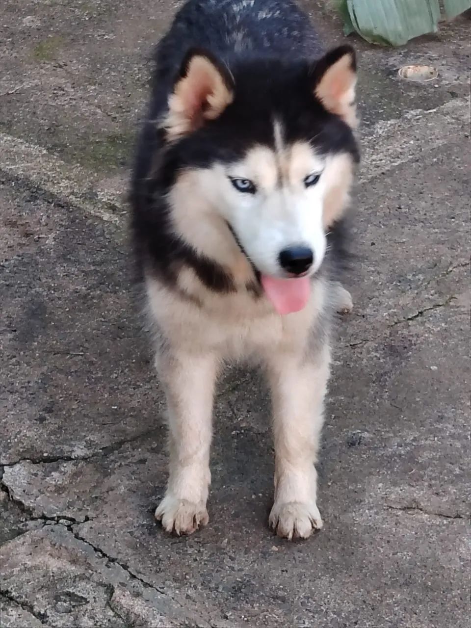 Husky doação  - Foto 4