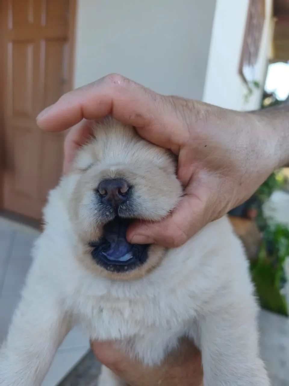 Chow chow Branco - Foto 2