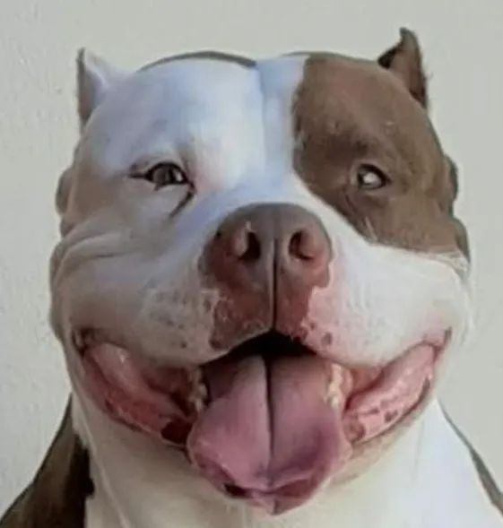 Pit bull - Foto 3