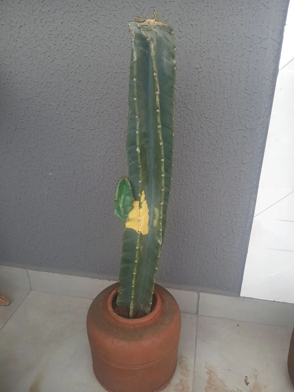Cacto