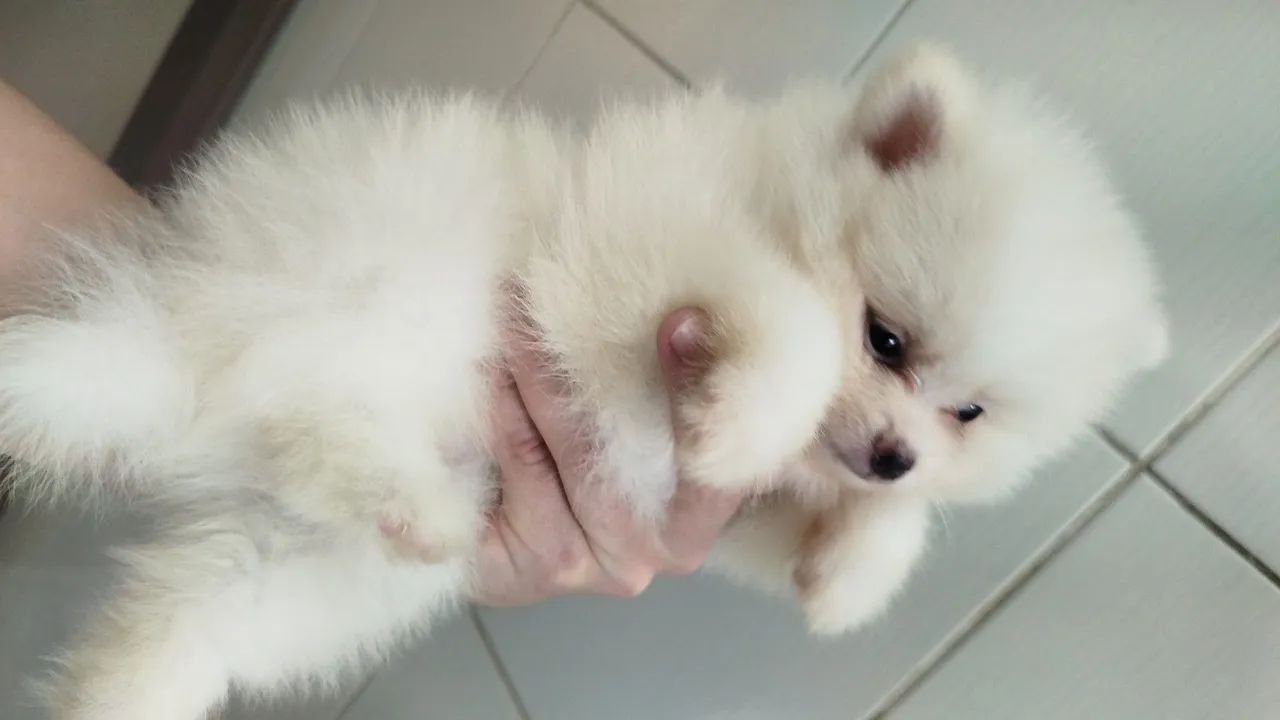 Spitz alemão macho  - Foto 5