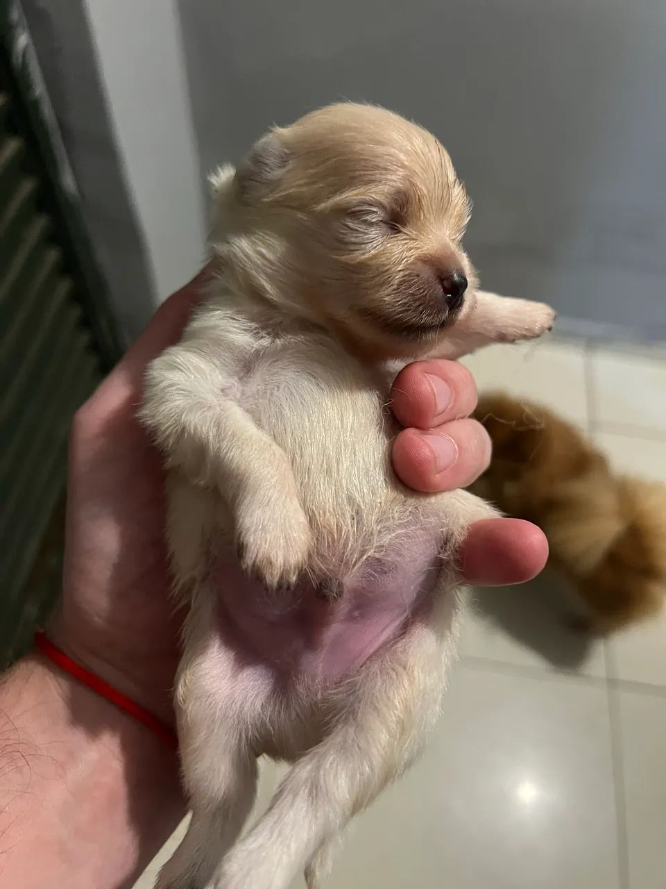 Spitz alemão  - Foto 4