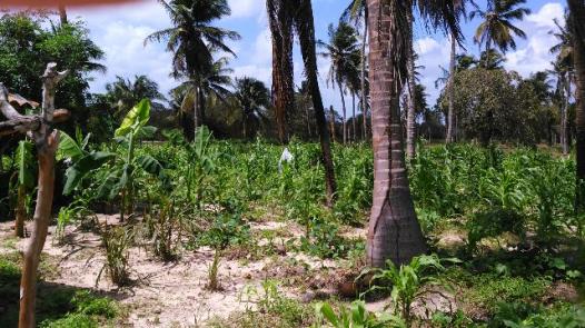 Fazenda em Itarema 386 hectares plantados de cajueiros,lagoa,poço,rio na extrema - Foto 2