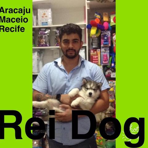 Husky Siberiano Rei dog em 12x, aproveitem