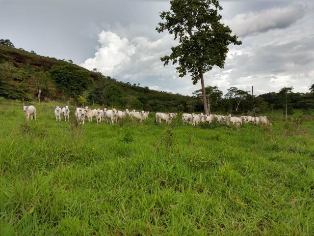 Fazenda em Guiratinga 680Hectares - Foto 19