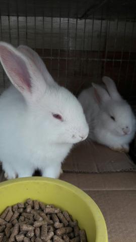 Vendo 2 lindos coelhinhos brancos