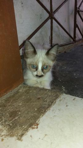Adoção - Foto 5