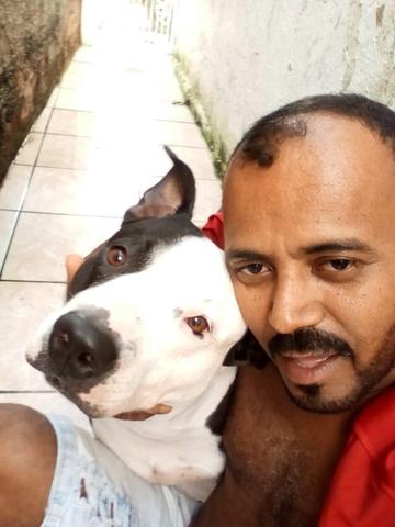 Pitbull apbt com red nose - Foto 4