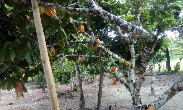 Ótima Fazenda Mista Gado e Cacau - Foto 4