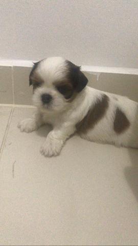 Vende se Filhotes de Shih Tzu - Foto 3