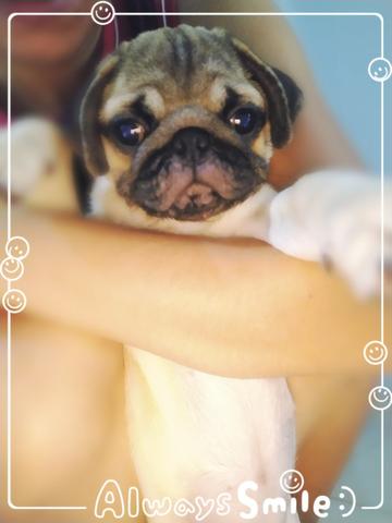 Filhote de Pug Macho - Foto 5