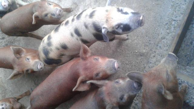 Leitoa caipira leitao macho femea porco