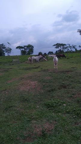 Chácara vende se ou troca se - Foto 9