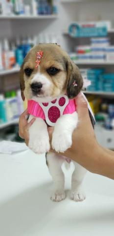 Beagle Femea Tricolor Vacinada