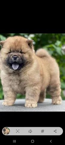 Vendo filhotes de chow-chow puro