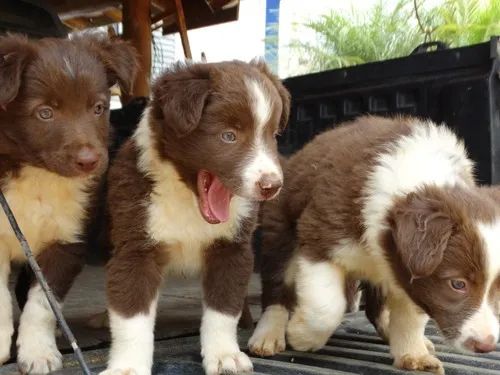 Border Collie: Brilhante