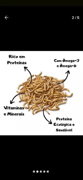 Tenébrio Molitor Larvas Vivas De Tenébrio 100 Unidades - Foto 3