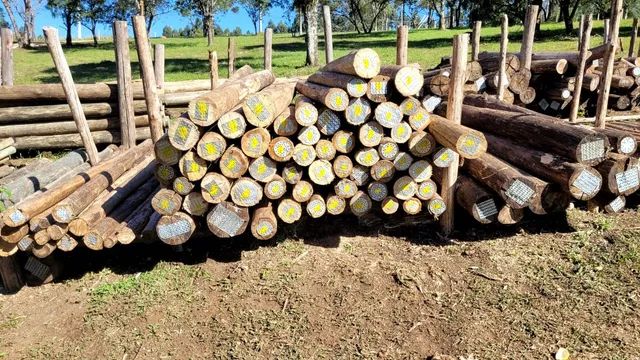 PALANQUES DE EUCALIPTO E ESCORAS.