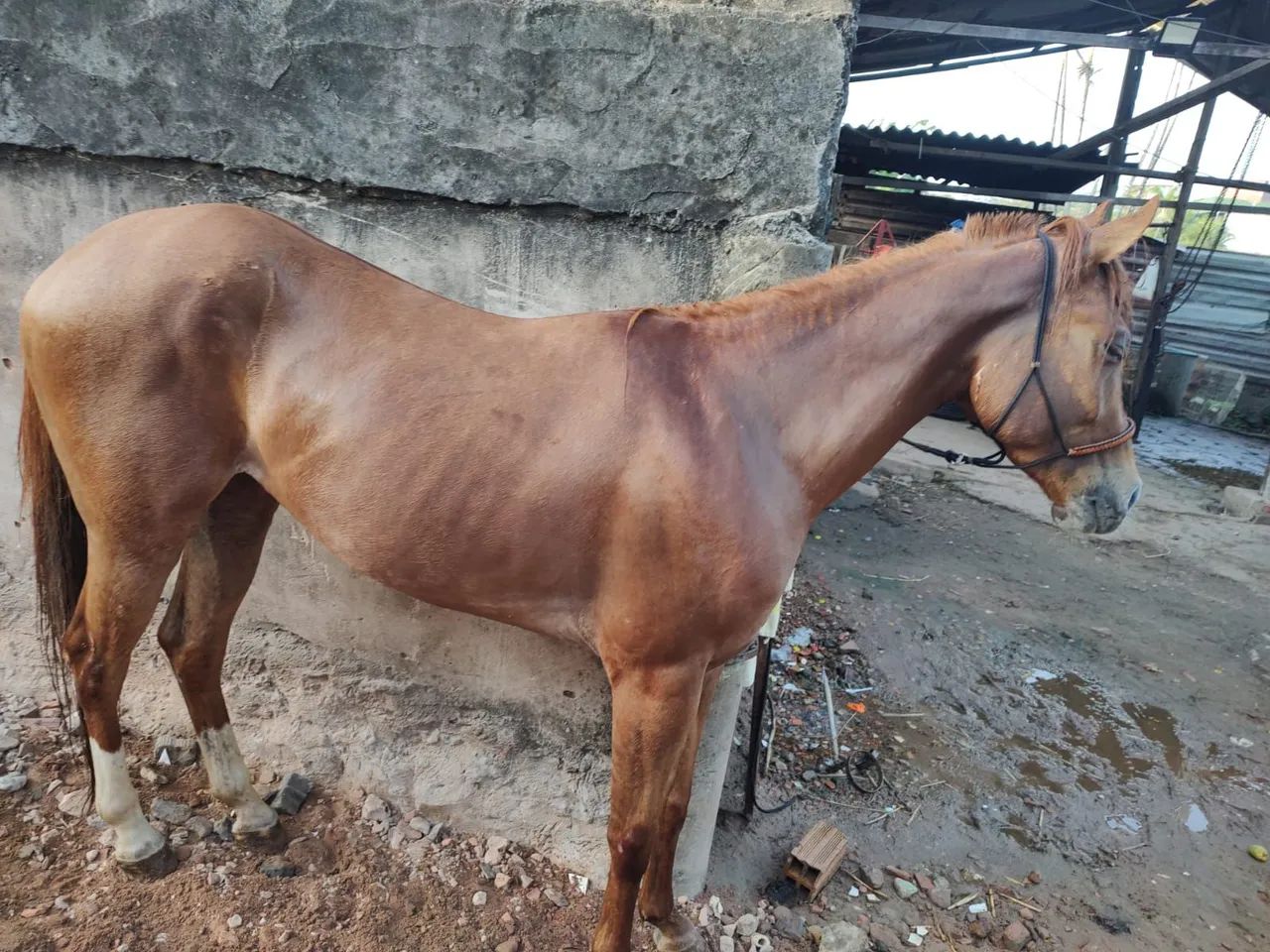 Égua quarto de milha - Foto 2