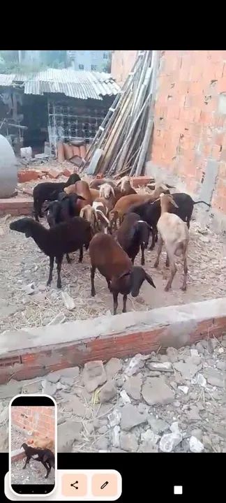 Vendo 20 cabeça de ovelhas criaçao pra vender logo - Foto 2