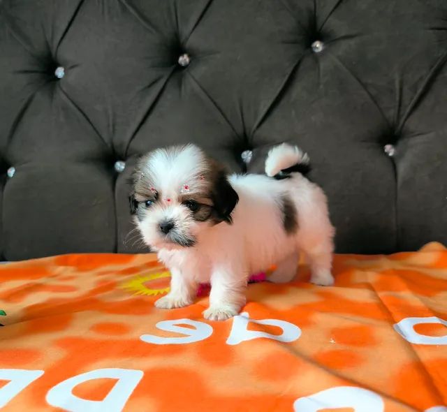 Shih tzu clearance mini olx