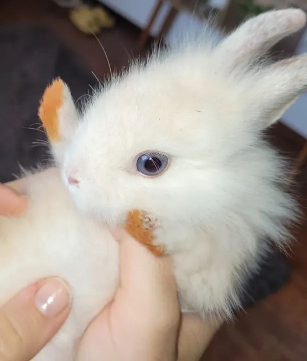 Filhotes de Coelho - Foto 3