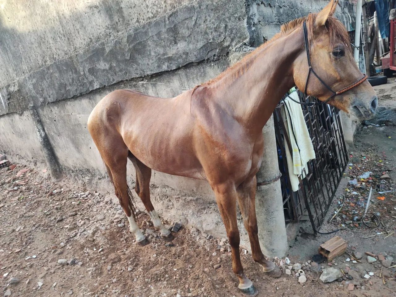 Égua quarto de milha