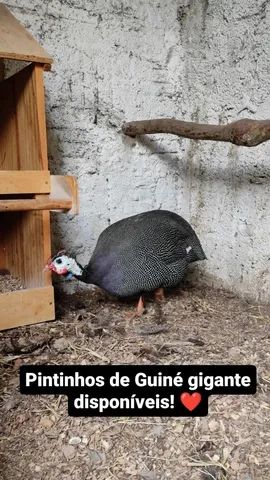 Galinha da angola gigante 