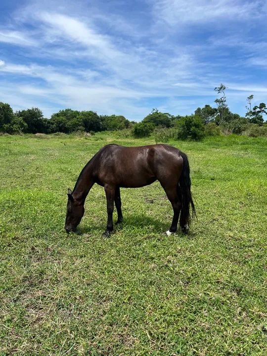 Égua mangalarga  - Foto 4