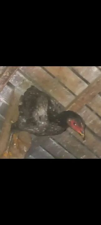 TERNO DE GALINHA 100% SURU - Foto 6