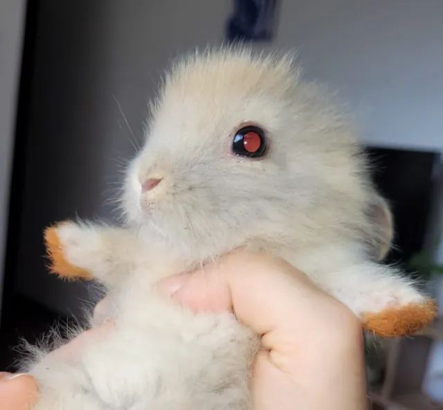 Filhotes de Coelho - Foto 2