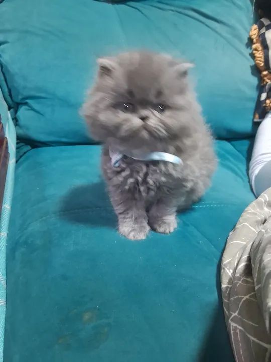 Persas maravilhosos - Foto 3