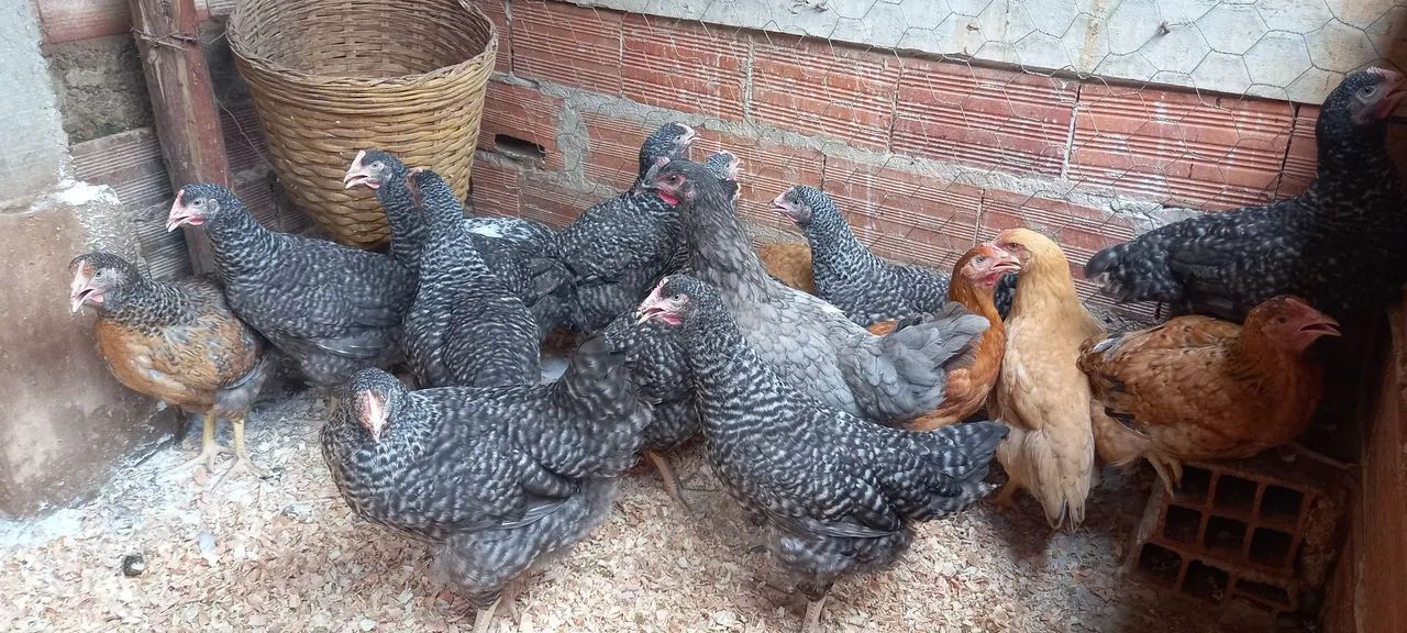 Frangos caipiras para venda