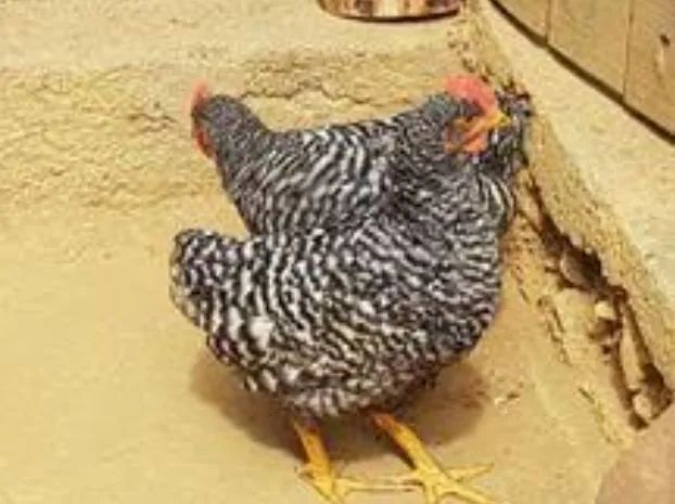 Lindas frangas carijo
